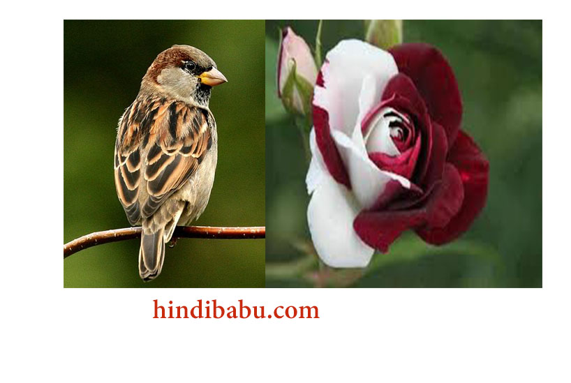 https://www.hindibabu.com/wp-content/uploads/2017/03/Sparrow-and-white-rose-love-story-in-hindi.jpg